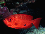 Big Eye Fish at a Cleaning Station Being Groomed by Cleaner Wrasse, Egypt