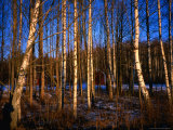 Buy Late Afternoon Sunlight Through the Silver Birch Woodlands of Tibble Near Stockholm, Sweden at AllPosters.com