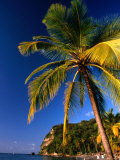 Buy Palm Tree on Shore., Soufriere, St. Lucia at AllPosters.com