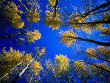 Looking Up at Aspen Grove, Telluride, USA