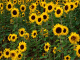 Field of Sunflowers, Auli, Uttar Pradesh, India