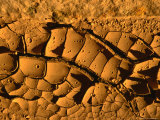 Buy Mud Drying in Heat, Death Valley National Park, USA at AllPosters.com