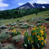 Buy Field of Arrowleaf Balsom Root Plants with Mt. Parker Behind, USA at AllPosters.com