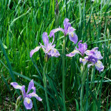 Buy Wild Iris Blooming in Sierra Nevada, USA at AllPosters.com