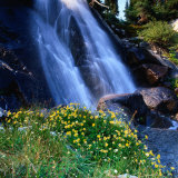 Buy Wildflowers in Front of Waterfall, Sierra Nevada, Ansel Adams Wilderness Area, USA at AllPosters.com