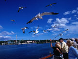 Ferry Passengers Feeding Seagulls, Stockholm, Sweden