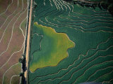 Buy Aerial View of Cultivated Fields, Parkin, Arizona, USA at AllPosters.com