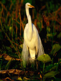 Great White Egret (Casmerodius Albus) in Breeding Plumage, India