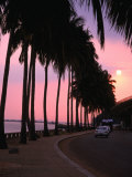 Buy Silhouetted Palm Trees along Avenida Marginal on Shores of Maputo Bay at Dusk, Maputo, Mozambique at AllPosters.com