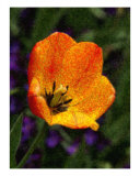 Buy Beautiful Flower at AllPosters.com