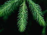 Buy Young Hemlock Needles with Raindrops, Olympic National Park, USA at AllPosters.com
