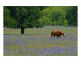 Buy Horse In A Field Of Wildflowers at AllPosters.com