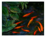 Koi Pond II