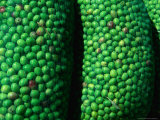 Sacks of Green Olives in Shop, Madaba, Jordan