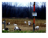 James Edwards Photography Art Goats Landscapes