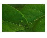 Buy Rain On The Leaves 1 at AllPosters.com
