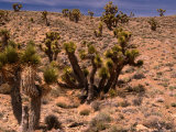 Yucca Trees (Yucca Filifera), Owens Valley, California, USA