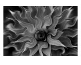 Buy Art In Nature: Thistlehead Distortion at AllPosters.com