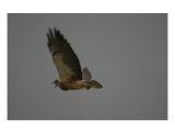Cry Of The Hawk