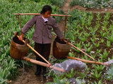 Buy Woman Irrigating Crops, Guilin, China at AllPosters.com
