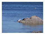 Sea Gull