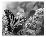 Swallowtail And Lilacs