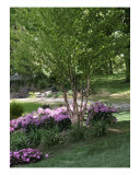 Buy A Birch Tree at AllPosters.com