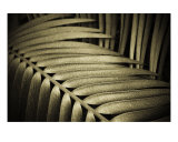 Buy Sepia Leafs at AllPosters.com