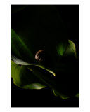 Buy Cornu Aspersa at AllPosters.com
