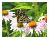 Monarch Butterfly On A Cone Flower