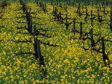 Buy Detail of Pruned Vines and Mustard Blossoms, Napa Valley, USA at AllPosters.com