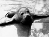 Seal