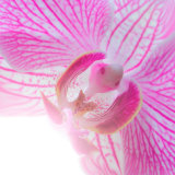 Orchid at Spring Show