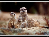 Buy New Baby Meerkats at Edinburgh Zoo, September 1999 at AllPosters.com