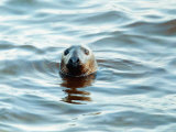 Braer Tank Disaster, a Seal Struggles in the Oily Film Oil in Water Ship Accident, January 1993