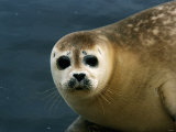 Seals