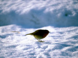 Robin in Snow