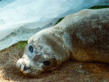 Peeps the Baby Seal Recovering from Killer Virus at the Norfolk Rescue Centre, July 1989