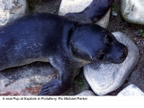 A Seal Pup at Seal Sanctuary at Exploris Aquarium Portaferry, August 2000