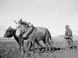 Arab Farmer Ploughing with a Primitive Plough Near Jerusalem, 1935