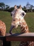 A Giraffe Licking Its Lips in Busch Gardens Serengeti Safari Park, Orlando Florida, November 2001