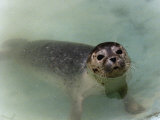 Seals