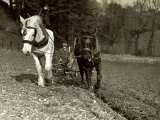 Farmer Ploughing His Field with Horses