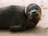 Seals