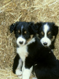 Border Collie Puppies, Sat Amongst Straw Bales