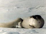 Suckling Seal Pup on Snow, 1995