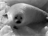 Seal Hunting in Canada, March 1968