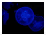Jellyfish No2, December 2006