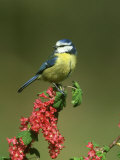 Blue Tit, Perched on Wild Currant Blossom, UK