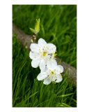 White Flowers Of Plum On A Grass